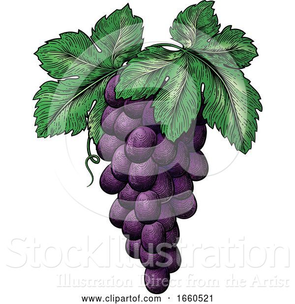 Vector Illustration of Bunch of Grapes on Vine with Leaves