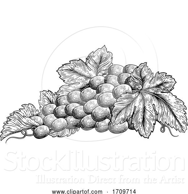 Vector Illustration of Bunch of Grapes on Vine with Leaves