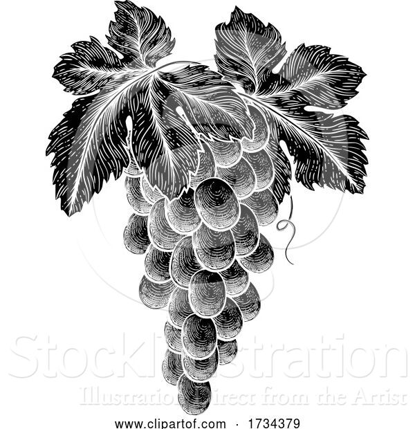 Vector Illustration of Bunch of Grapes on Vine with Leaves