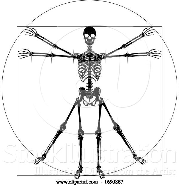 Vector Illustration of Da Vinci Vitruvian Guy Skeleton