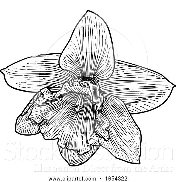 Vector Illustration of Daffodil Flower in Woodcut Etching Style