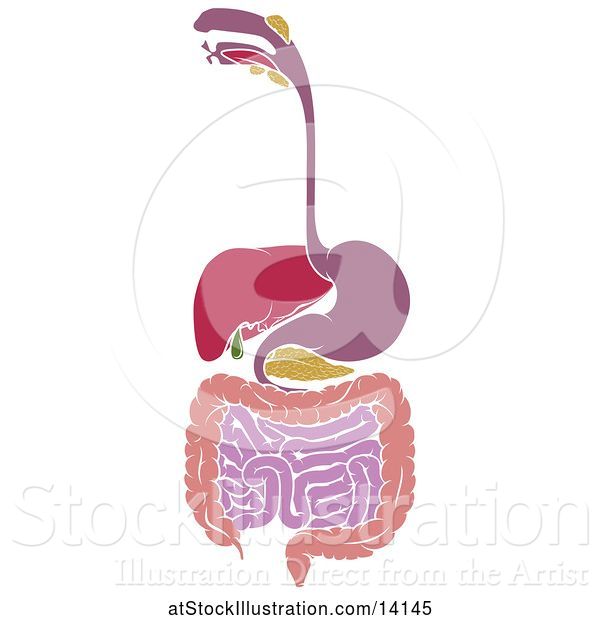 Vector Illustration of Diagram of Digestive Tract