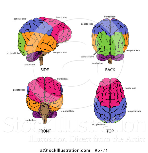 Vector Illustration of Different Angles of Human Brains and Labels