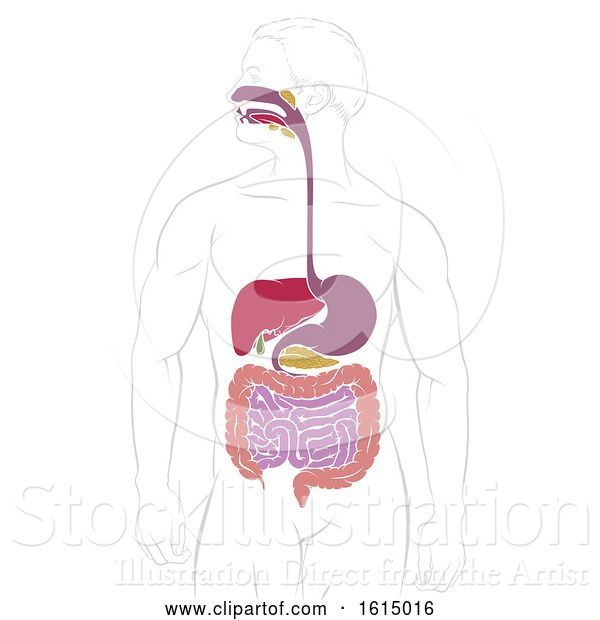 Vector Illustration of Digestive System Gastrointestinal Tract Diagram