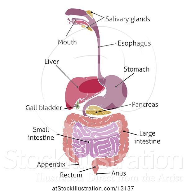 Vector Illustration of Digestive Tract Diagram, Labeled with Text