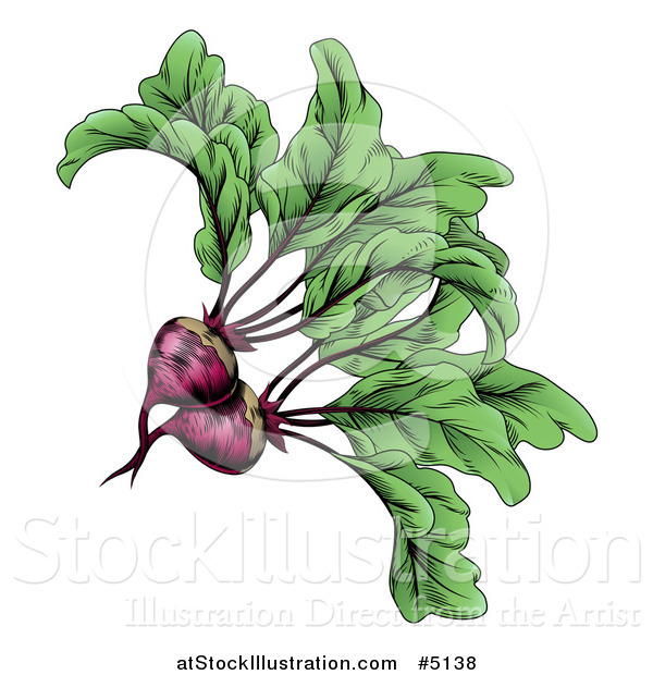 Vector Illustration of Engraved Beets and Greens