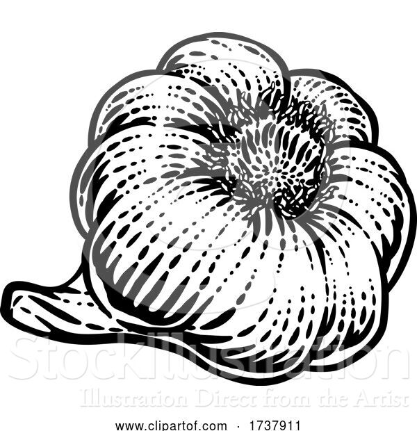 Vector Illustration of Garlic Bulb