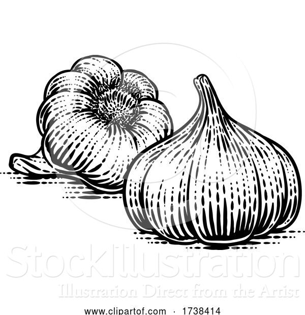 Vector Illustration of Garlic Bulbs