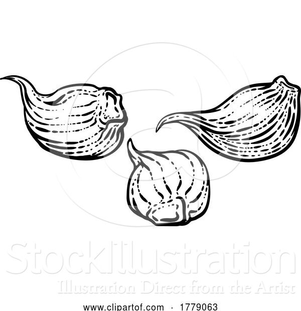 Vector Illustration of Garlic