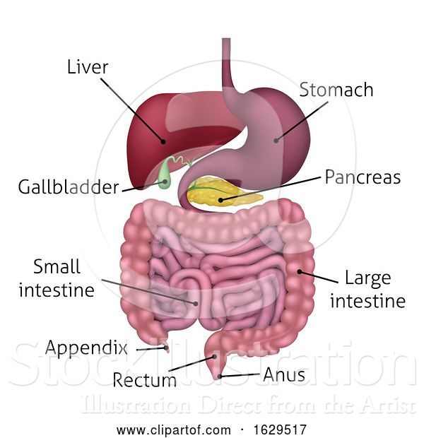 Vector Illustration of Gastrointestinal Digestive System and Labels