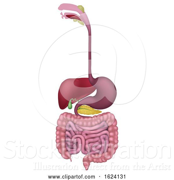 Vector Illustration of Gastrointestinal Human Digestive System