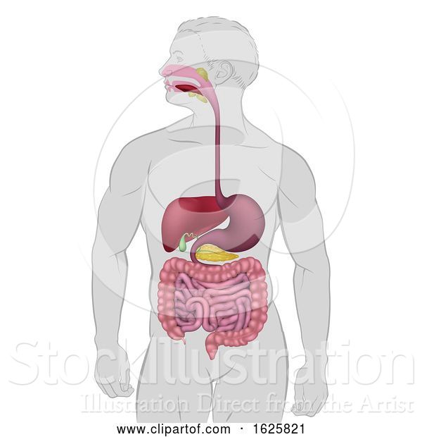 Vector Illustration of Gastrointestinal Human Digestive System