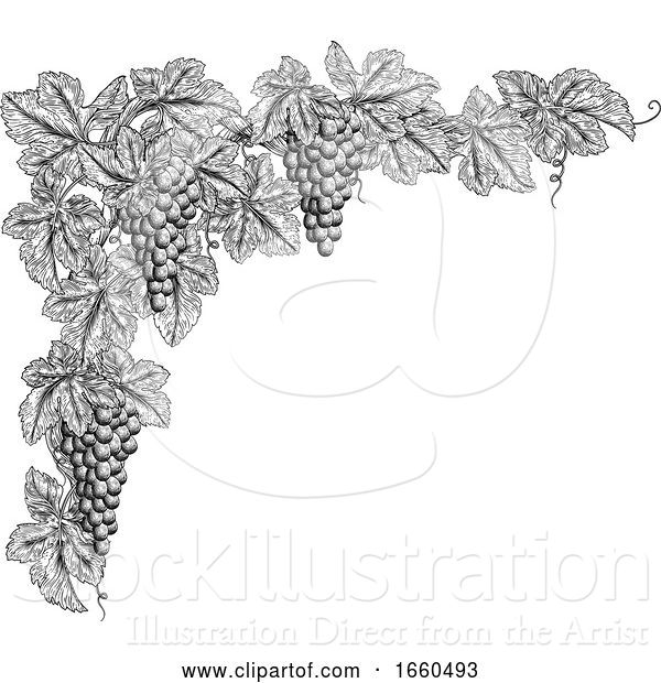 Vector Illustration of Grape Bunches on Vine Corner Border Design Element