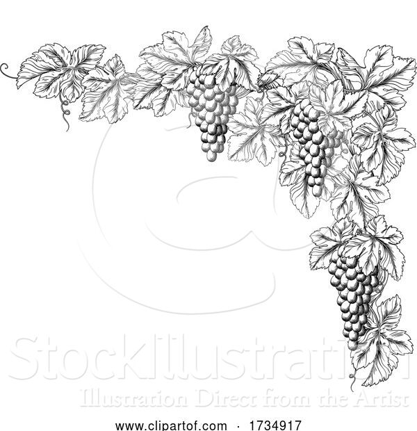 Vector Illustration of Grape Bunches on Vine Corner Border Design Element