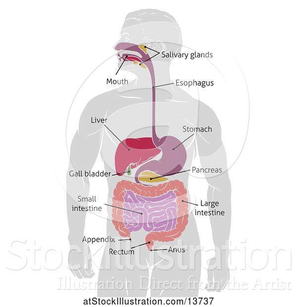 Vector Illustration of Gray Silhouetted Guy with Visible Digestive Tract Diagram, Labeled with Text