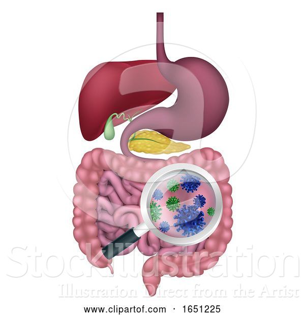 Vector Illustration of Gut Bacteria Digestive System Probiotic Flora