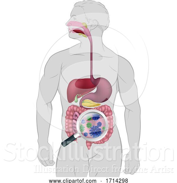 Vector Illustration of Gut Bacteria Digestive System Probiotic Flora