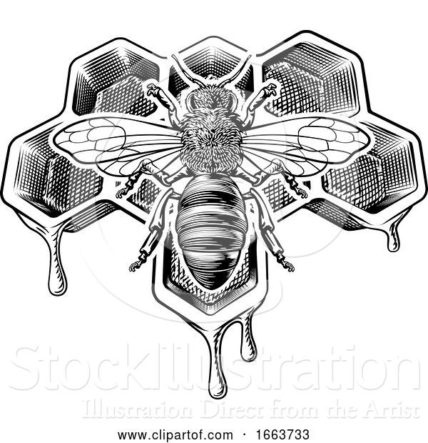 Vector Illustration of Honey Bumble Bee and Honeycomb Vintage Drawing