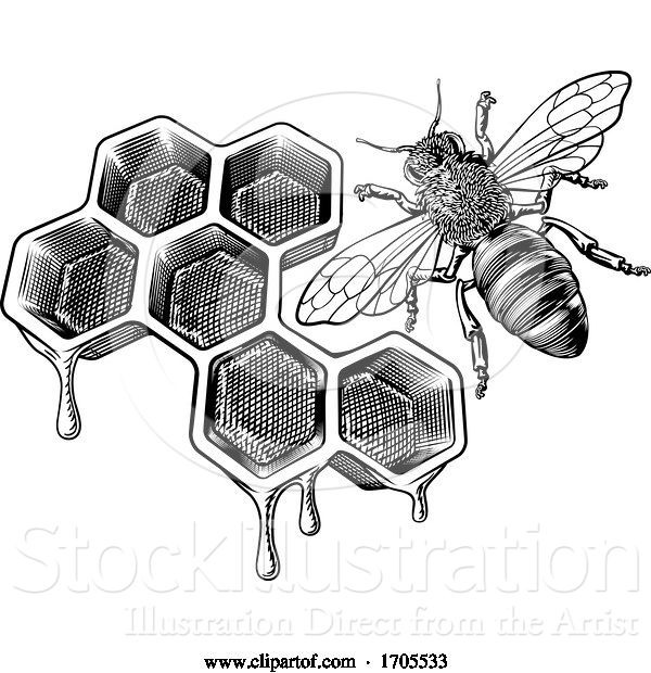 Vector Illustration of Honey Bumble Bee and Honeycomb Vintage Drawing