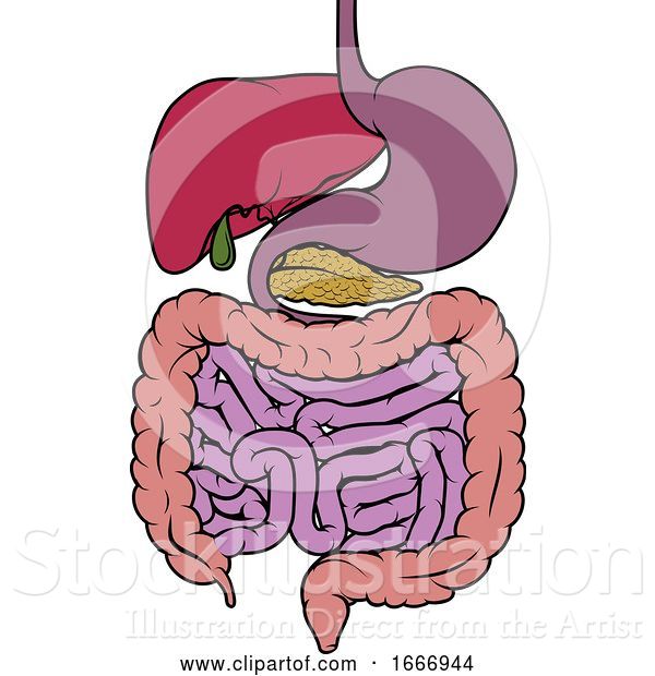 Vector Illustration of Human Anatomy Gut Gastrointestinal Tract Diagram