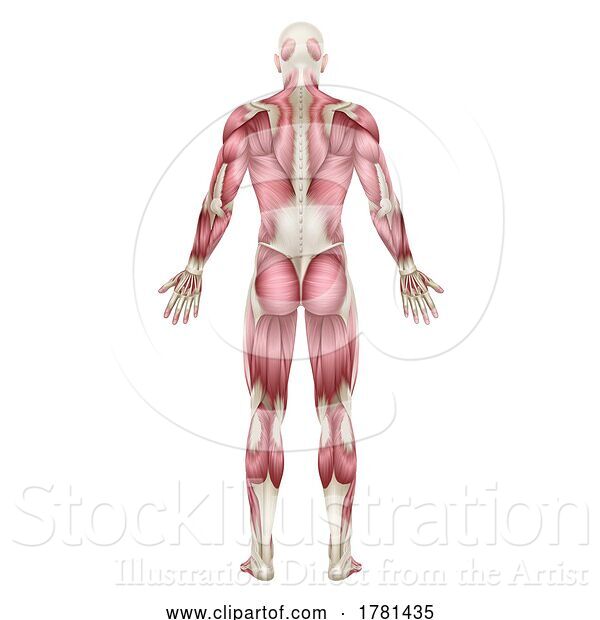 Vector Illustration of Human Body Back Muscles Anatomy Illustration