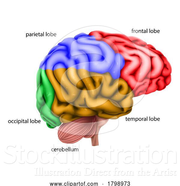Vector Illustration of Human Brain Regions Lobes Labelled Illustration