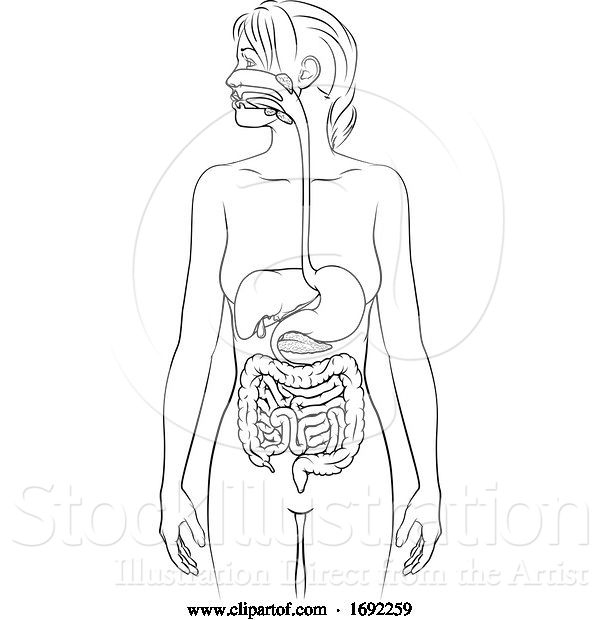 Vector Illustration of Human Digestive System Lady Anatomy Diagram