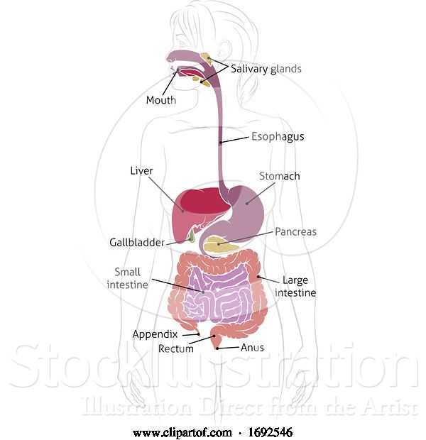 Vector Illustration of Human Digestive System Lady Anatomy Diagram