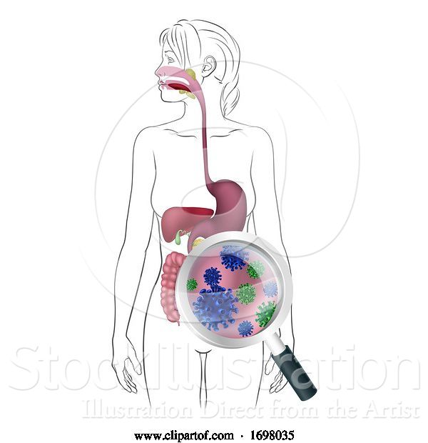 Vector Illustration of Human Digestive System Lady Anatomy Diagram