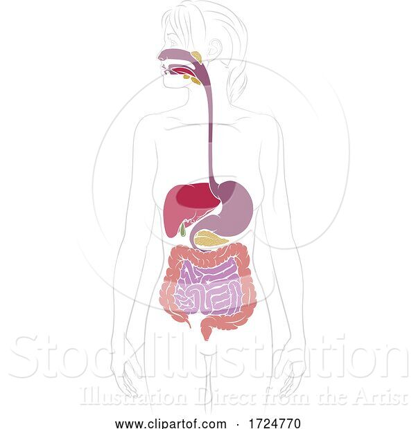 Vector Illustration of Human Digestive System Lady Anatomy Diagram