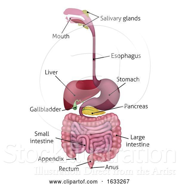 Vector Illustration of Human Gastrointestinal Digestive System and Labels