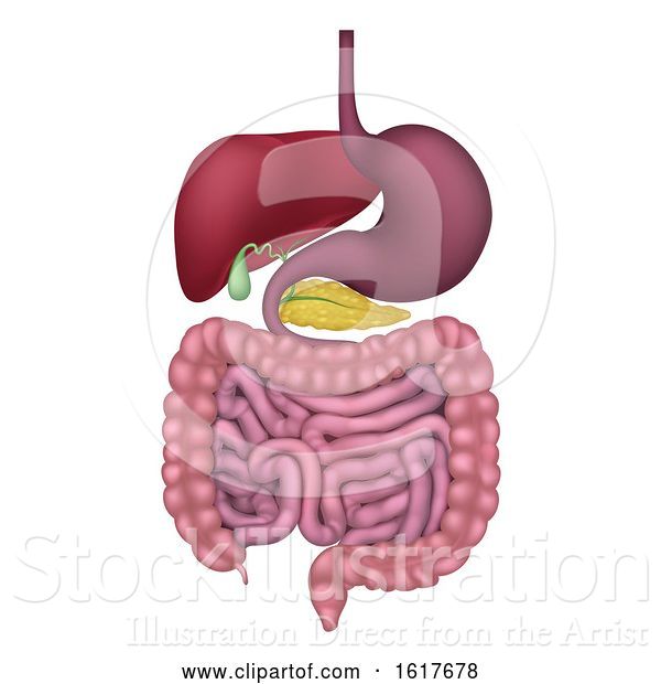 Vector Illustration of Human Gastrointestinal Digestive System