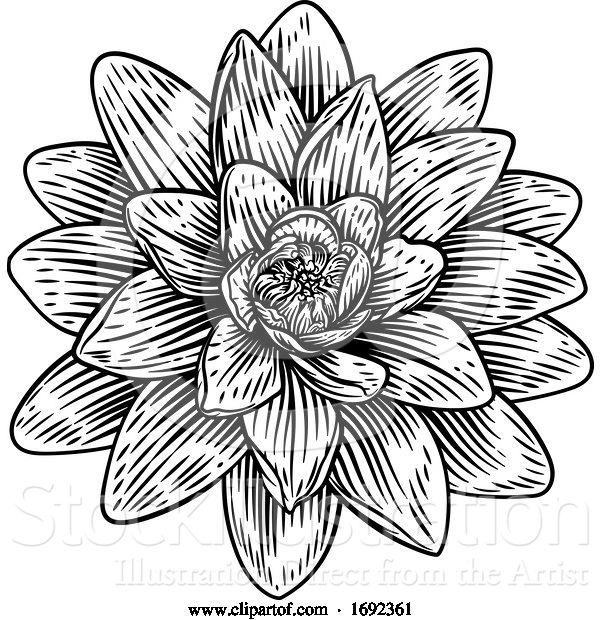 Vector Illustration of Lotus Flower Woodcut Water Lilly Engraved Etching