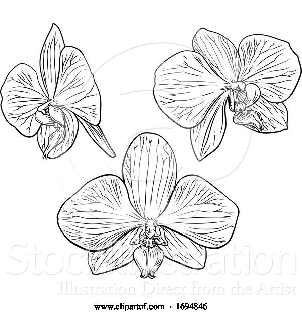 Vector Illustration of Orchid Flower Woodcut Etching