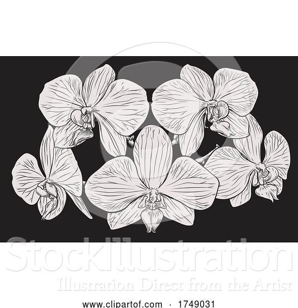 Vector Illustration of Orchid Flower Woodcut Etching