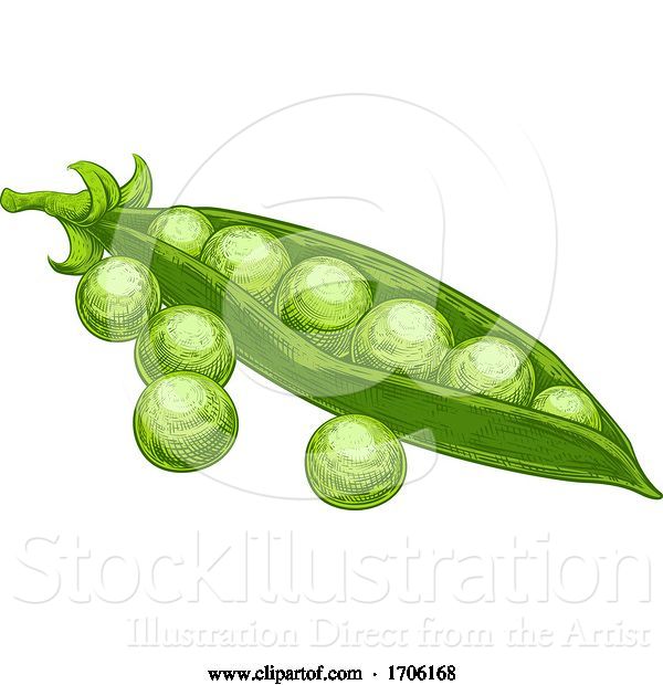 Vector Illustration of Peas Garden Green Sweet and Pod Vintage Woodcut