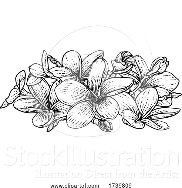 Vector Illustration of Plumeria Frangipani Tropical Bali Flower Woodcut