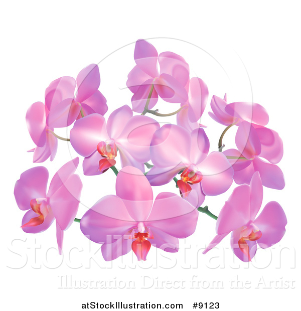 Vector Illustration of Purple or Pink Orchid Flowers
