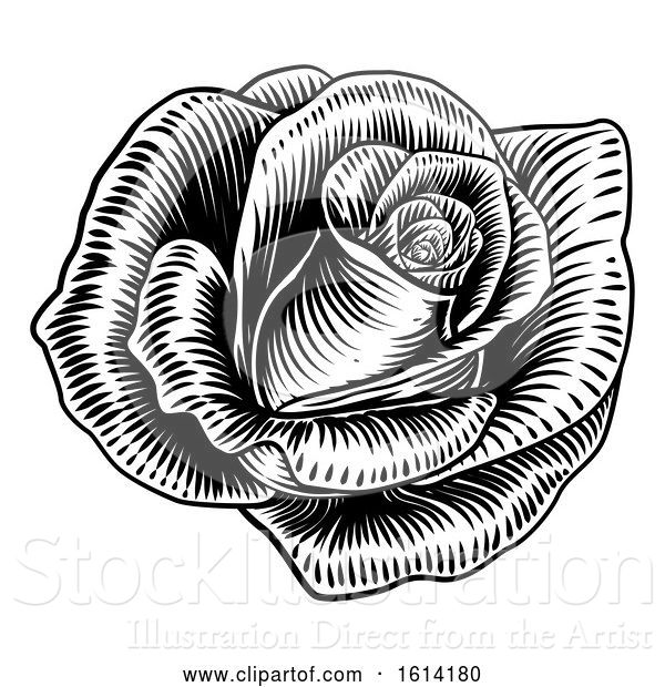 Vector Illustration of Rose Flower Woodcut Etching Style