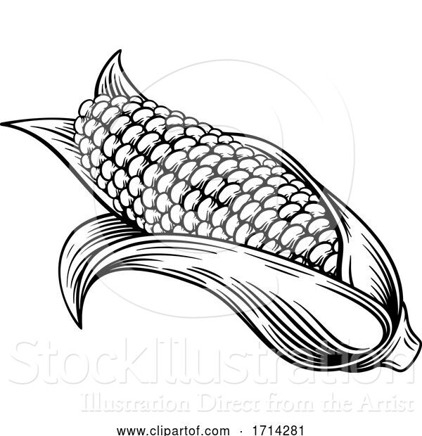 Vector Illustration of Sweet Corn Ear Maize Woodcut Etching Illustration