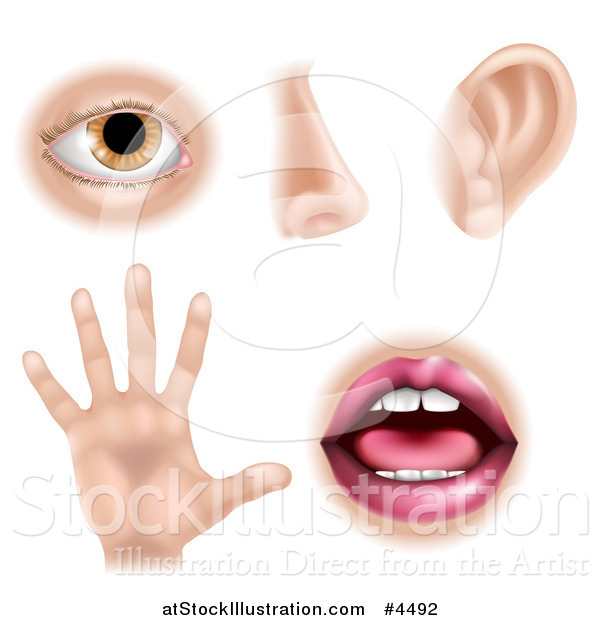 Vector Illustration of the Five Senses Illustrated As an Eye Nose Ear Hand and Mouth