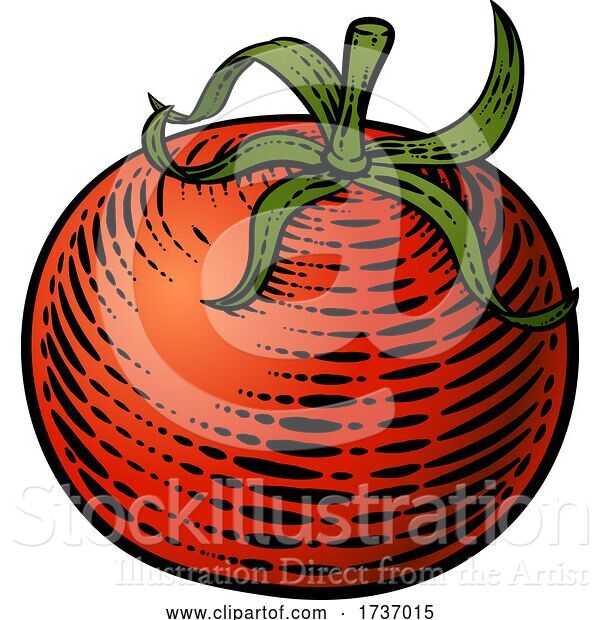 Vector Illustration of Tomato Vegetable Vintage Woodcut Illustration