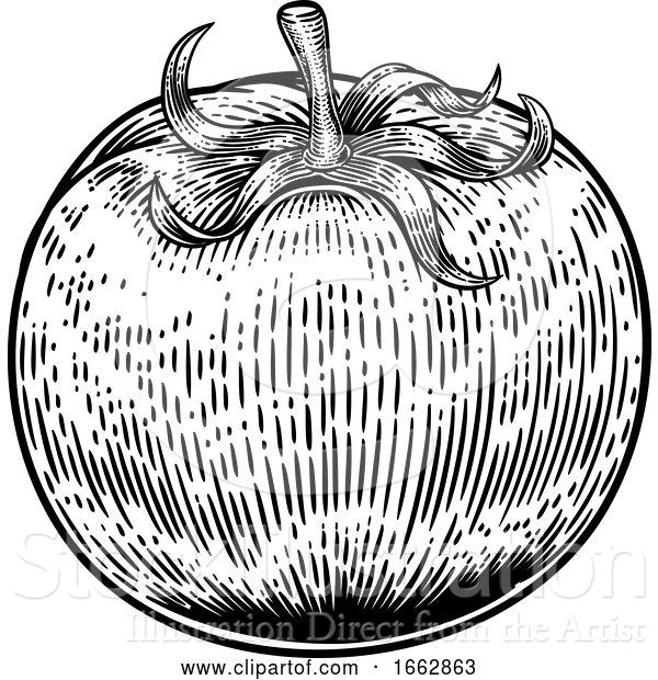 Vector Illustration of Tomato Vintage Woodcut Illustration