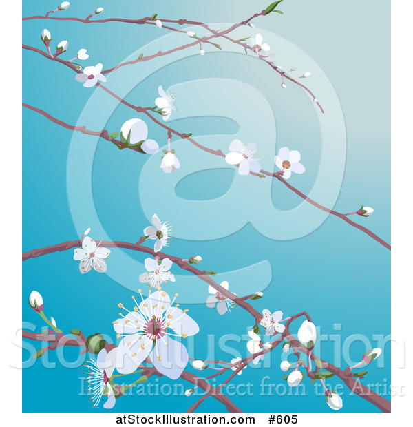 Vector Illustration of White Cherry Blossoms and Buds on Tree Branches in Spring