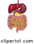 Vector Illustration of a 3d Diagram of the Human Digestive System, Digestive Tract, Alimentary Canal by AtStockIllustration