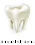 Vector Illustration of a 3d Sparkling White Wisdom or Molar Tooth by AtStockIllustration