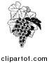 Vector Illustration of a Black and White Bunch of Grapes and Leaves by AtStockIllustration