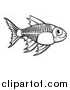 Vector Illustration of a Black and White Xray Fish by AtStockIllustration