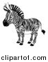 Vector Illustration of a Black and White Zebra by AtStockIllustration