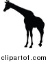 Vector Illustration of a Black Silhouetted Giraffe by AtStockIllustration